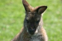 A wallaby!
