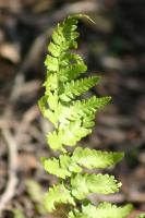 A tasteful photo of a some ferns
