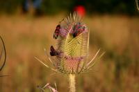 Six Spotted Burnet Moths