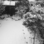 A snowy garden
