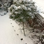 A snowy garden