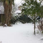 Snow on the Lawn