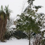 Snow on the trees