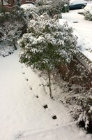 A snowy garden